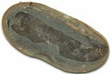 Macroneuropteris Fern Fossil Pos/Neg - Mazon Creek #325860-2